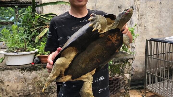 Meningkatkan kualitas makanan kura-kura yang telah dipelihara puluhan tahun