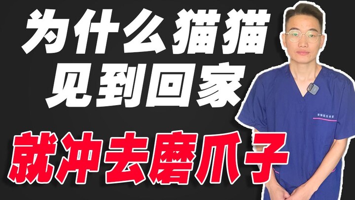 This damn sense of ritual! Why does your cat rush over to scratch its claws the second you walk in t