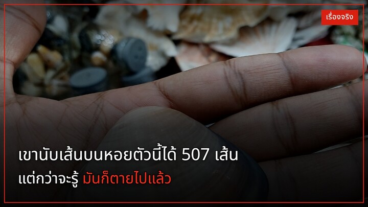 เขานับเส้นบนหอยตัวนี้ได้ 507 เส้น แต่กว่าจะรู้ มันก็ตายไปแล้ว | หอย Ming ไอซ์แลน
