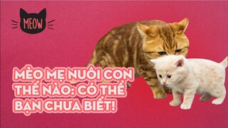 Mèo Mẹ Nuôi Con Thế Nào: Có Thể Bạn Chưa Biết! | Meow | Coi Là Ghiền