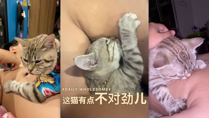 This cat seems a bit off.