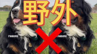 The reason why Bao cannot survive in the wild -