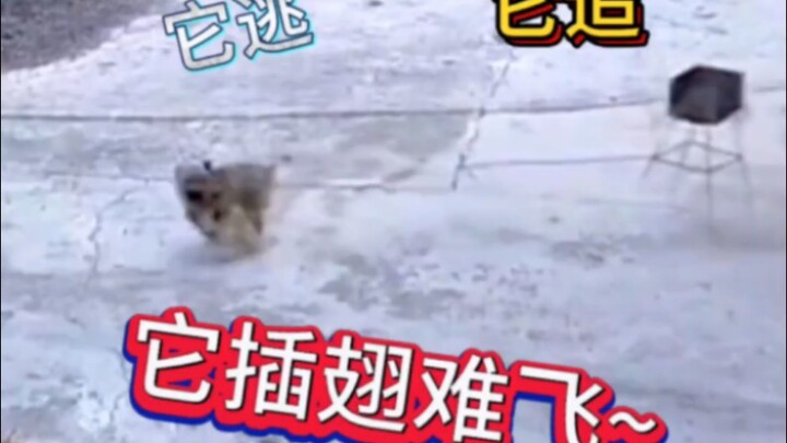 Anjing: Jangan kejar lagi! Rak besi: Jangan lari lagi…