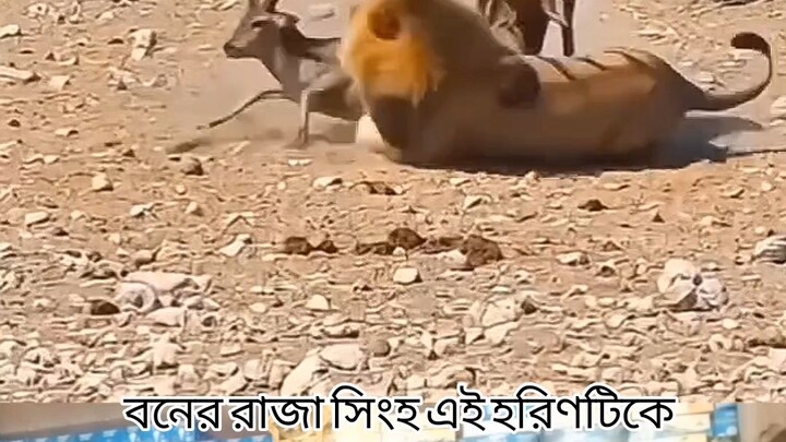 বনের রাজা সিংহ এই হরিণটিকে আক্রমণ করেছে
