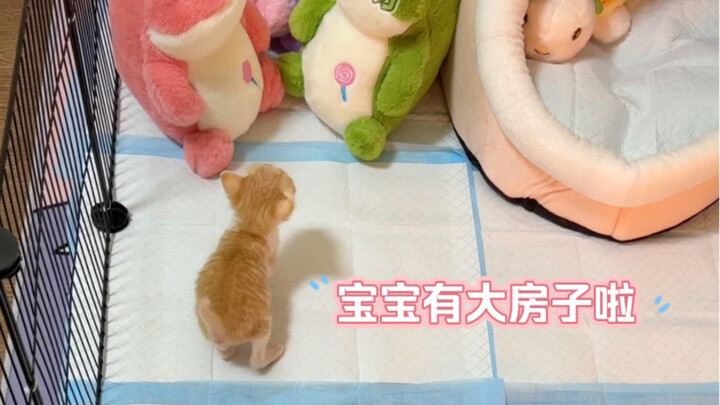 ในที่สุดเจ้าตัวน้อยก็มีบ้านหลังใหญ่เป็นของตัวเองแล้ว!