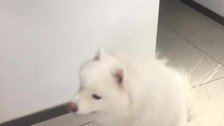 Chó Samoyed đâu có ngu chút nào, ở nhà tự dạy nó mấy chiêu, chỉ cần học một lần là thành luôn!
