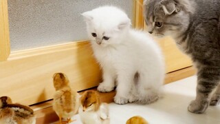 Here is the daily life of kittens and chicks