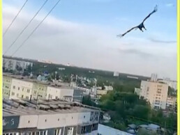 หนุ่มโยนเนื้อจากระเบียงให้นกอินทรี ปฏิกิริยาสุดเทพของเจ้าแห่งท้องฟ้าทำเอาตะลึง ท่าทางเท่มากไปเลย!