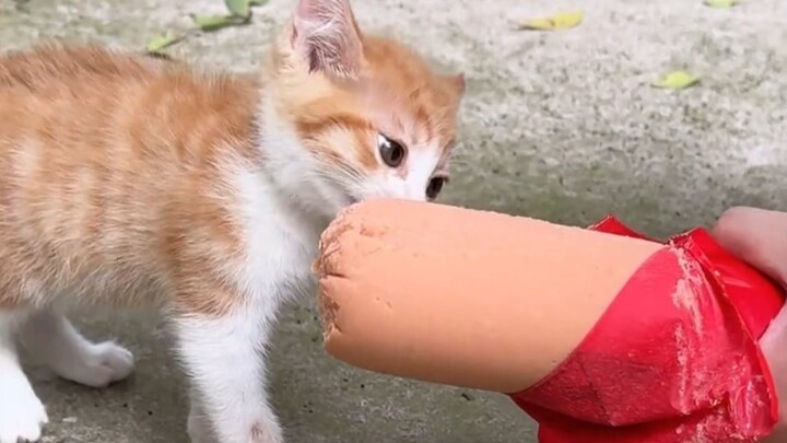 น้องแมว: ขอบคุณพวกพี่มากเลยนะ คนใจดีแต่แสบๆ #แมวจรจัด#รีบหน่อยเดี๋ยวหมด