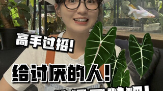 植物爱好者日常｜给讨厌的人送一盆绿天鹅吧！嘎嘎嘎嘎…