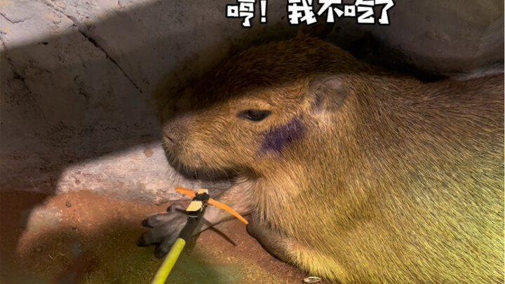 If you keep teasing the capybara with a carrot, it will…