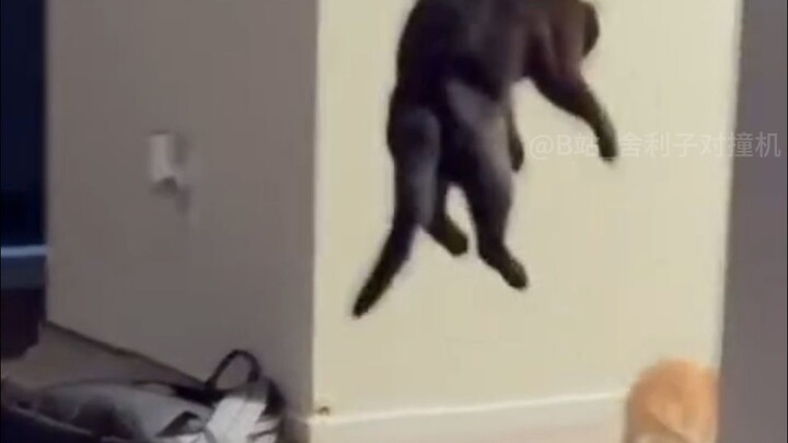 【Funny Daily Life of Earth Creatures #249】