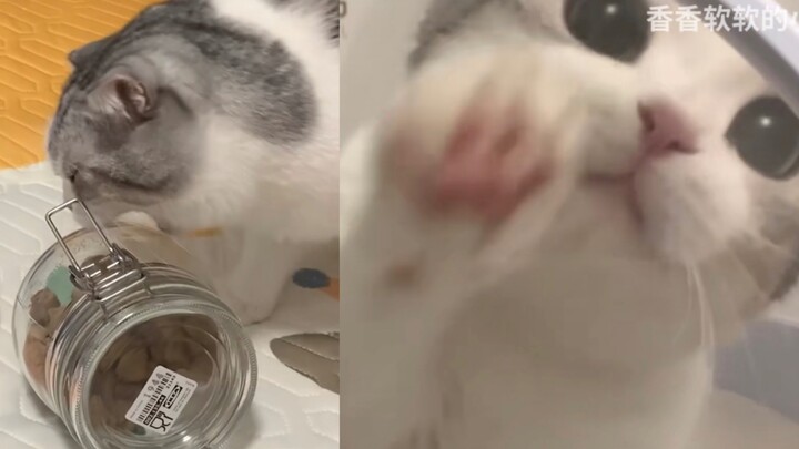 Mèo không thể với tới thức ăn khô đông lạnh nên sốt ruột cắn thẳng vào chai, rồi lỡ làm đổ và bị nhố