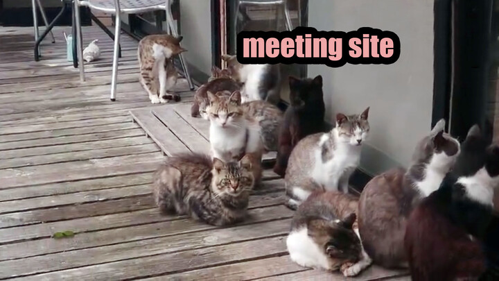 [สัตว์]เกาะแมวที่ญี่ปุ่นน่าดึงดูดความสนใจของฝูงแมวยังไง一