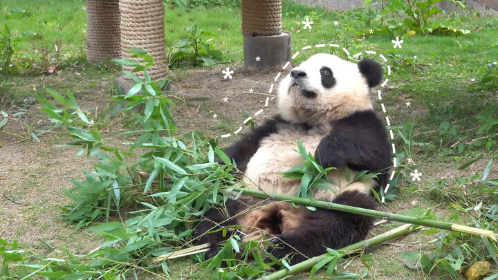 Panda Xue Bao + Su Daqiang: Saya Tidak Mau Makan atau Minum