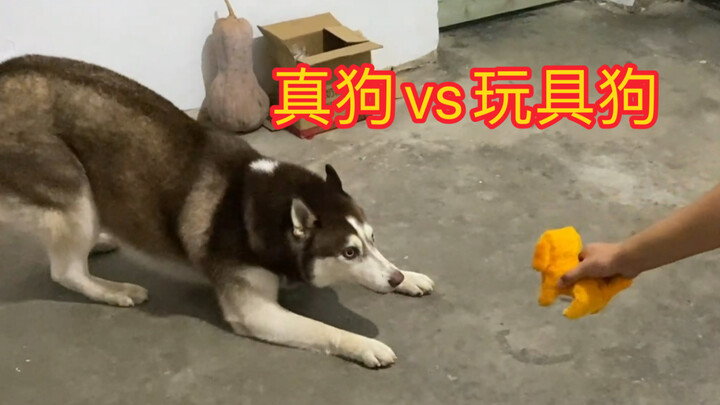 Husky ketakutan hingga menggonggong keras mendengar anjing mainan, tapi begitu sadar itu palsu, lang