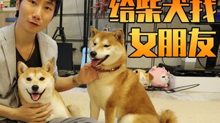 VLOG：给柴犬找女朋友！！