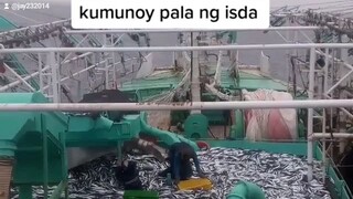 ung di mo alam may kumunoy pala ng isda.