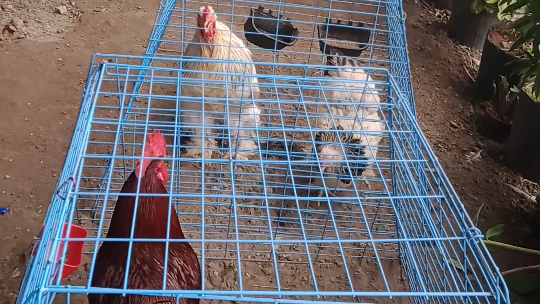 aangas ng mga manok 😅