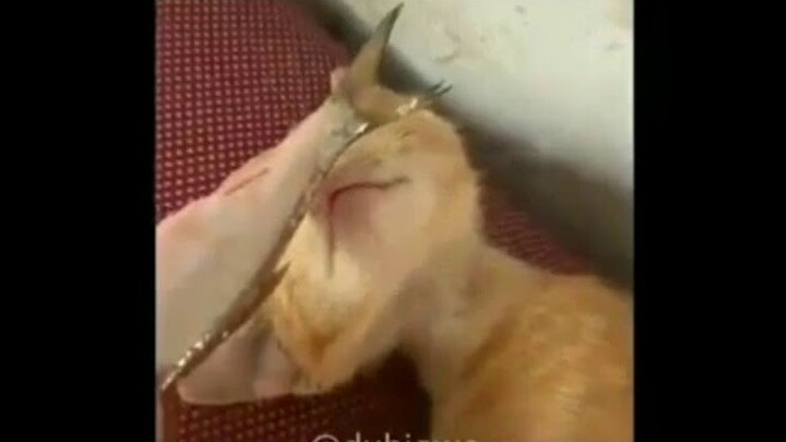 hiburan lucu😂buat warga +62