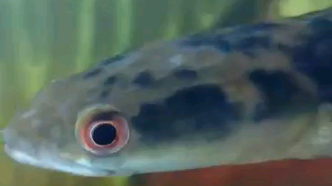 ikan monster yang mulai rame