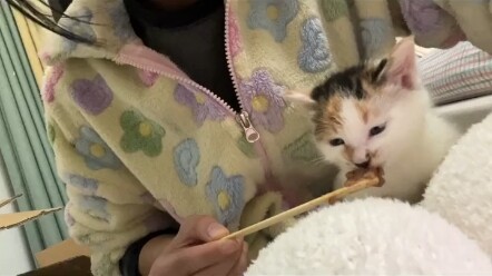 هذا العالم لا يستطيع الاستغناء عن القطط الصغيرة، رغم كل التمزقات والخراب، إلا أنني حاولت جاهدًا أن أ