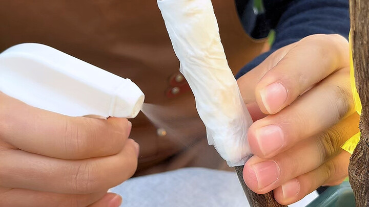 Propagating Bougainvillea with Paper Towels