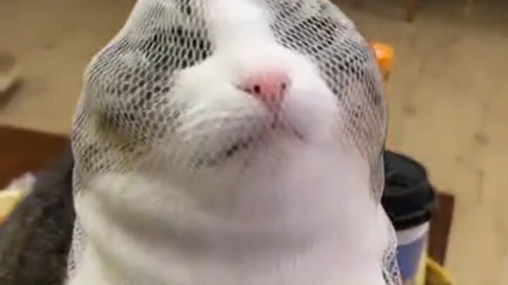 【Hiệu ứng âm thanh MC】Mèo con, sao đầu của bạn lại nhọn thế này?