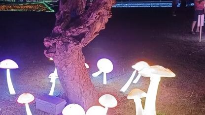 เห็ดเต้นรำ