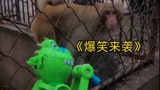 Cười đau cả bụng! Bốn loài động vật vui nhộn sẽ khiến bạn cười đến chảy nước mắt!