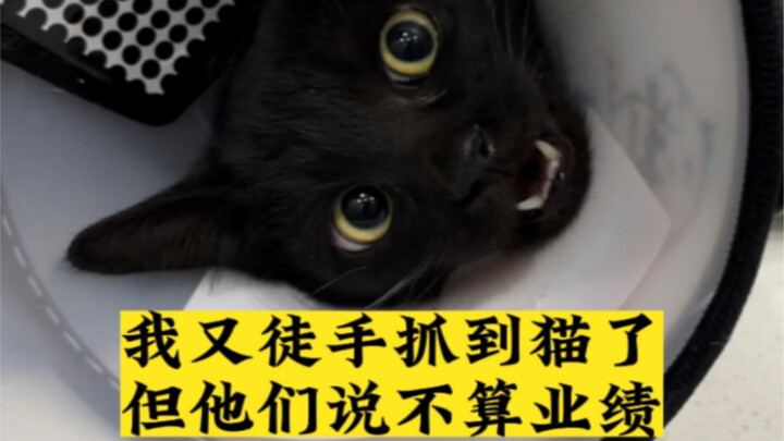 I caught another cat with my bare hands, but they say it doesn’t count toward my quota.