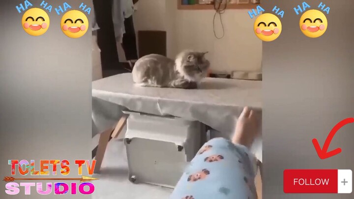 Funniest cat ever🤣🤣🤣🤣