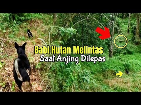 Babi Hutan Tiba - Tiba Melintas Pada Saat Anjing Di Lepas !! Batu Minjulua ( Padang Sibusuk )