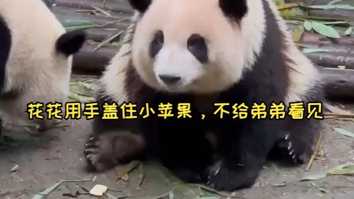 Hua Hua covers Little Apple with her hand, not letting her little brother see—just like a human kid 