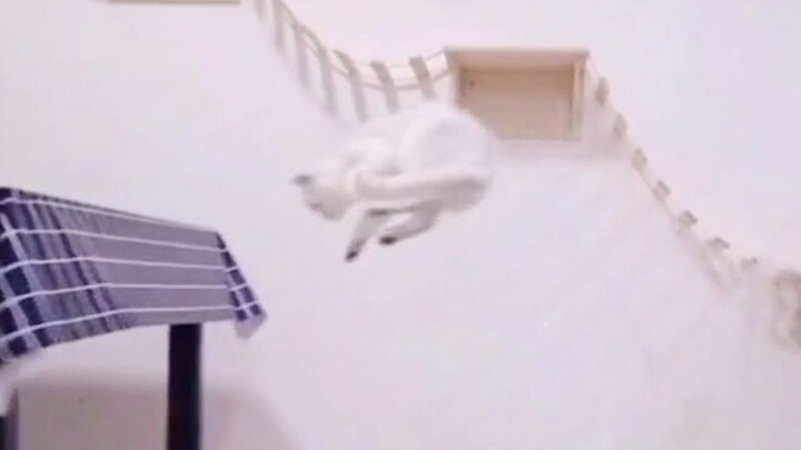 Cat: You know nothing about speed!