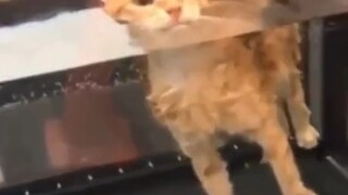 淡定猫