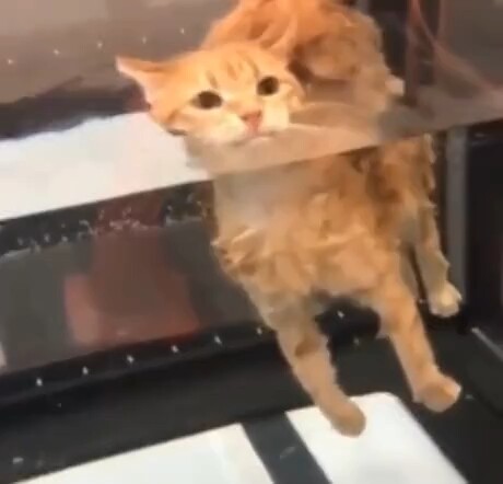 淡定猫