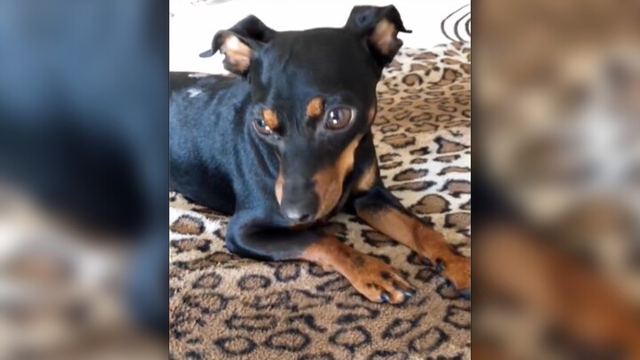 I finally found my AirPods.