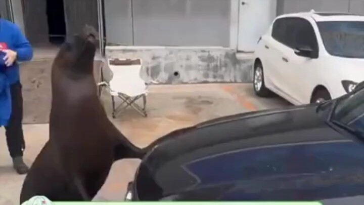 【Yulin Mimi】The latest video is now online—come and check it out!