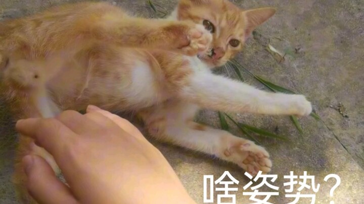 Cat Petting Tutorial