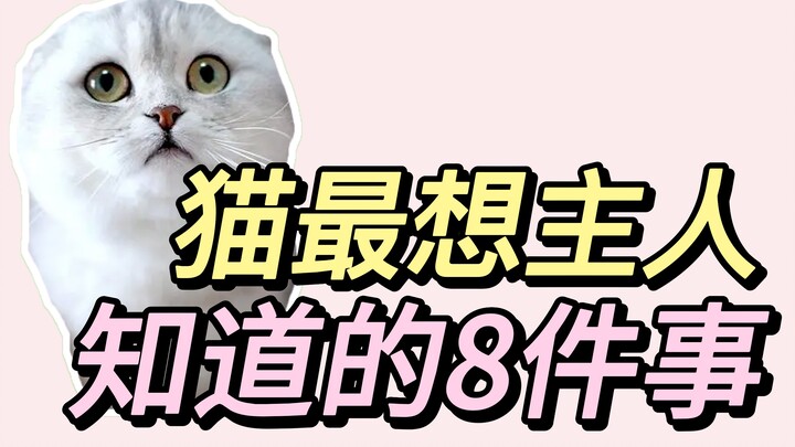 8 เรื่องที่แมวอยากให้คนรู้