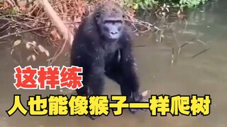 听说经过训练，人也能像猴子一样爬树？