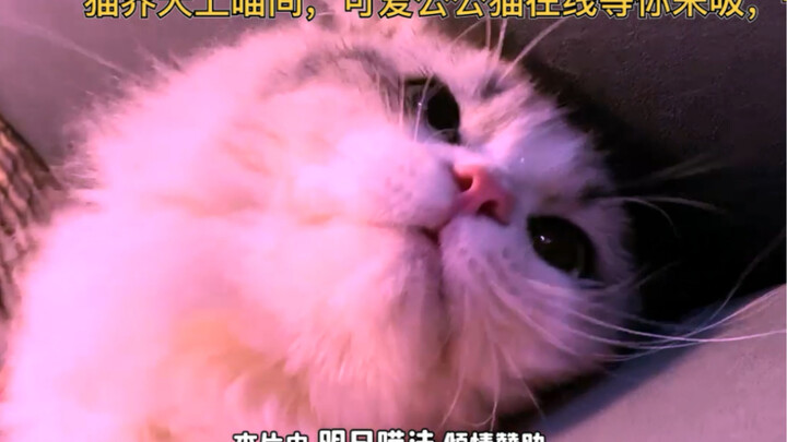 Apparently, this cat’s owner makes adult films…