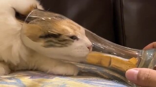 [Animals]When a cat wants to eat snacks in a long glass...