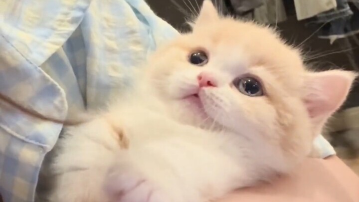 จูบฉันอีกครั้งแล้วฉันจะกรี๊ด กรี๊ดอีกครั้งแล้วฉันจะจูบเธอ