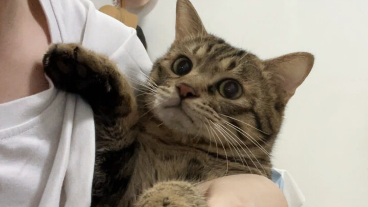 Kucing kecil tidak mau dioleskan obat, bersandar manja di pelukan ibunya, dan segera mencari celah u