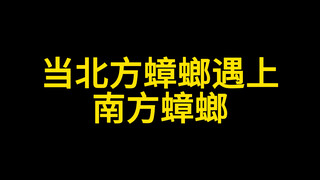 当北方蟑螂遇上南方蟑螂