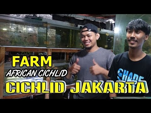 AFRICAN CICHLID - FARM CICHLID JAKARTA  PART. 2