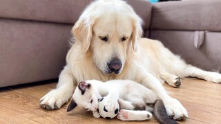 ลูกแมวน้อยเล่นกับลูกโกลเด้นรีทรีฟเวอร์