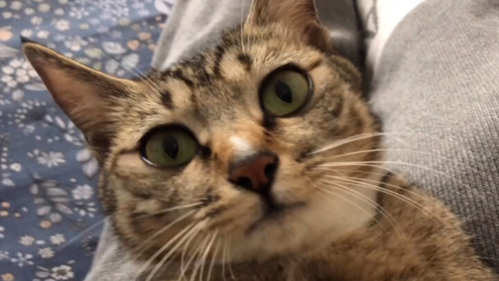 I heard that the fiercer a cat is at first, the more affectionate it becomes once you’ve tamed it?!